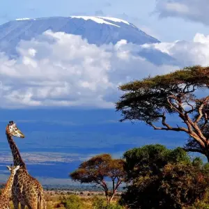 Explore 10 DAYS SERENGETI WILDEBEEST MIGRATION SAFARI for 10 days with Almighty Kilimanjaro and discover unforgettable experiences - Photo 10