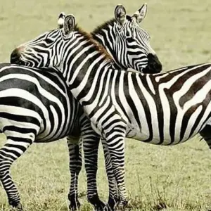Explore 10 DAYS SERENGETI WILDEBEEST MIGRATION SAFARI for 10 days with Almighty Kilimanjaro and discover unforgettable experiences - Photo 11