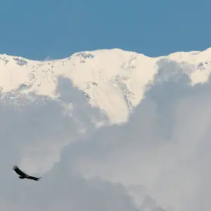 Explore Dhaulagiri Base Camp Trek for 20 days with Alpine Club of Himalaya and discover unforgettable experiences - Photo 3
