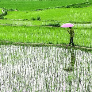 Explore Australian  Camp Trek Pokhara- 5 Days for 5 days with Alpine Club of Himalaya and discover unforgettable experiences - Photo 4