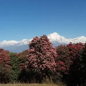 Explore Tamang Heritage Trail Trek- 7 Days for 7 days with Alpine Club of Himalaya and discover unforgettable experiences - Photo 6