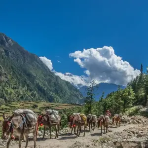 Explore Gurung Village Trek - The Siklis - 11 Days for 11 days with Alpine Club of Himalaya and discover unforgettable experiences - Photo 4