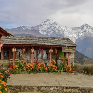 Explore Gurung Village Trek - The Siklis - 11 Days for 11 days with Alpine Club of Himalaya and discover unforgettable experiences - Photo 5