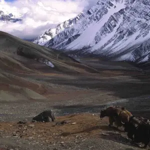 Explore Nar Phu Valley Trek - 22 Days for 22 days with Alpine Club of Himalaya and discover unforgettable experiences - Photo 4