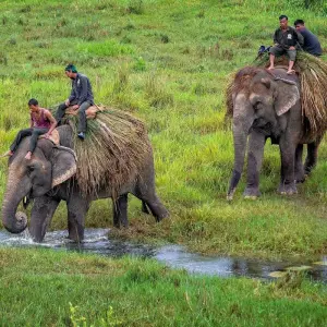 Explore Hot Spring Trek an Wildlife Safari Mountain And Elephant Safari - 11 Days for 11 days with Alpine Club of Himalaya and discover unforgettable experiences - Photo 6