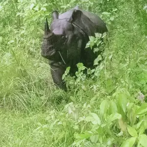 Explore Chitwan Tour with Staying Inside The Park for 3 days with Alpine Luxury Treks Pvt Ltd and discover unforgettable experiences - Photo 2