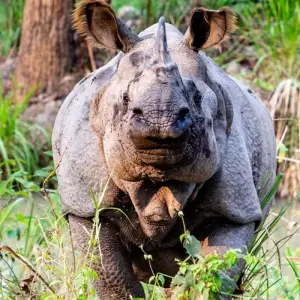 Explore Jungle Safari Tour - 2N/ 3 Day for 3 days with Alpine Ramble Treks  and discover unforgettable experiences - Photo 10