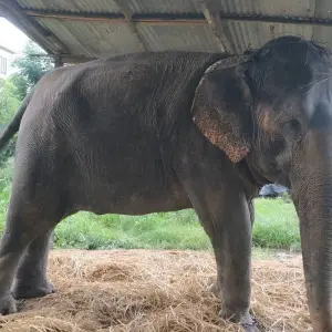 Explore Chitwan Tour with Staying Inside The Park for 3 days with Alpine Luxury Treks Pvt Ltd and discover unforgettable experiences - Photo 4