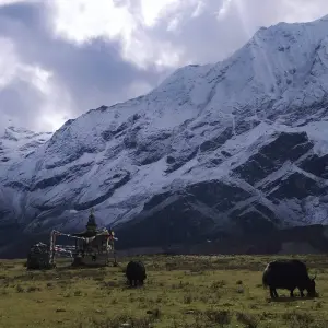 Explore Manaslu and Tsum Valley Trek for 14 days with Alpine Luxury Treks Pvt Ltd and discover unforgettable experiences - Photo 4