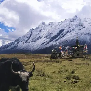 Explore Manaslu and Tsum Valley Trek for 14 days with Alpine Luxury Treks Pvt Ltd and discover unforgettable experiences - Photo 6