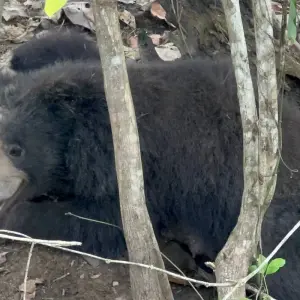 Explore Chitwan Tour with Staying Inside The Park for 3 days with Alpine Luxury Treks Pvt Ltd and discover unforgettable experiences - Photo 7