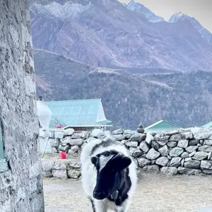 Explore Everest Base Camp Trek - 7 Days for 7 days with Alpine Ramble Treks  and discover unforgettable experiences - Photo 6