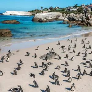 Explore Stars of South Africa 2026 for 17 days with AmaWaterways and discover unforgettable experiences - Photo 7