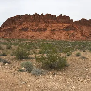 Explore Valley of Fire and Zion Park - 1 Day for 1 days with Amadeo and discover unforgettable experiences - Photo 2