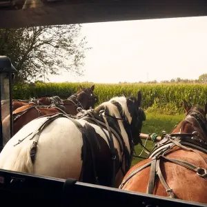 Explore Philadelphia, Amish Country and Washington DC - 2 Days for 2 days with Amadeo and discover unforgettable experiences - Photo 4