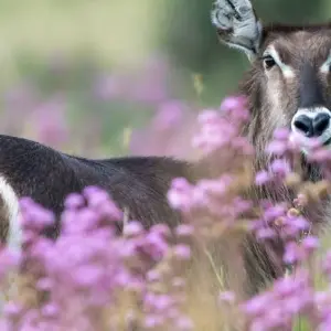 Explore Luxury Train on The Bridge Kruger Park Safari and Panorama Route for 4 days with Amatungulu Tour and discover unforgettable experiences - Photo 2