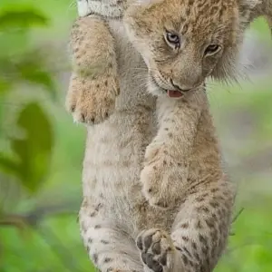 Explore Luxury Train on The Bridge Kruger Park Safari and Panorama Route for 4 days with Amatungulu Tour and discover unforgettable experiences - Photo 3