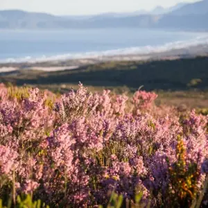 Explore Exclusive Cape Town and Garden Route Safari for 6 days with Amatungulu Tour and discover unforgettable experiences - Photo 4