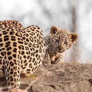 Explore Luxury Kruger Park Safari & Cape Town Coach/Bus Tour-with domestic flight for 9 days with Amatungulu Tour and discover unforgettable experiences - Photo 6