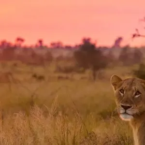 Explore Cape Town to Kruger Park & Lesotho Adventurous Round-trip -"OVERLAND" for 16 days with Amatungulu Tour and discover unforgettable experiences - Photo 2