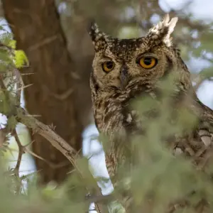 Explore Luxury Train on The Bridge Kruger Park Safari and Panorama Route for 4 days with Amatungulu Tour and discover unforgettable experiences - Photo 6