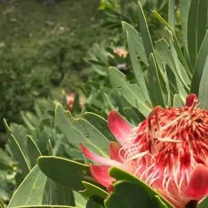 Explore Cape Town and Garden Route Adventure Tour for 6 days with Amatungulu Tour and discover unforgettable experiences - Photo 3