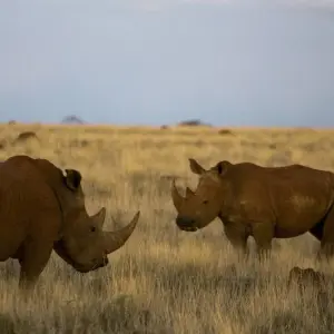 Explore Luxury Train on The Bridge Kruger Park Safari and Panorama Route for 4 days with Amatungulu Tour and discover unforgettable experiences - Photo 7