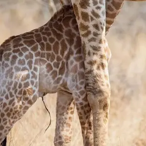 Explore Luxury Kruger Park Safari & Cape Town Coach/Bus Tour-with domestic flight for 9 days with Amatungulu Tour and discover unforgettable experiences - Photo 8