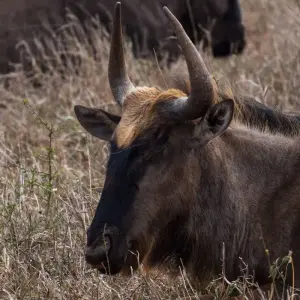 Explore Working Safari/Conferencing at luxury bush lodges, Kruger National Park & Panorama Route for 6 days with Amatungulu Tour and discover unforgettable experiences - Photo 2