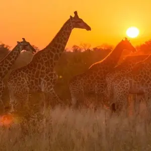 Explore Luxury Kruger Park Safari & Cape Town Coach/Bus Tour-with domestic flight for 9 days with Amatungulu Tour and discover unforgettable experiences - Photo 9