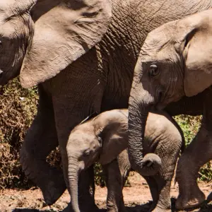 Explore Kruger National Park Safari from Kruger Mpumalanga Int. Airport (KMI/MQP) and Panorama Route for 5 days with Amatungulu Tour and discover unforgettable experiences - Photo 4