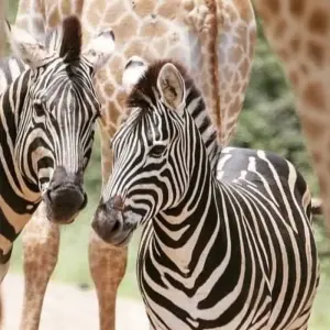 Explore Luxury Victoria Falls, Kruger National Park and Cape Town in 12 days for 12 days with Amatungulu Tour and discover unforgettable experiences - Photo 7