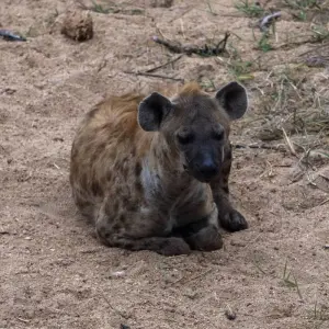 Explore Luxury Kruger Park Safari & Panorama Route ​South Africa for 4 days with Amatungulu Tour and discover unforgettable experiences - Photo 2