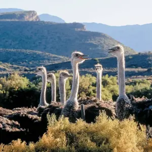 Explore Exclusive Cape Town and Garden Route Safari for 6 days with Amatungulu Tour and discover unforgettable experiences - Photo 9