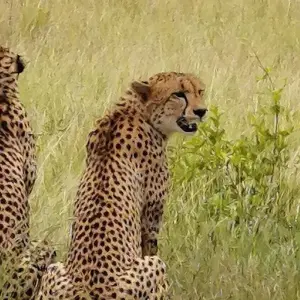 Explore Luxury Train on The Bridge Kruger Park Safari and Panorama Route for 4 days with Amatungulu Tour and discover unforgettable experiences - Photo 9