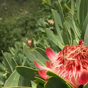 Explore Cape Town, Winelands, Garden Route & Addo National Park Tour for 7 days with Amatungulu Tour and discover unforgettable experiences - Photo 4