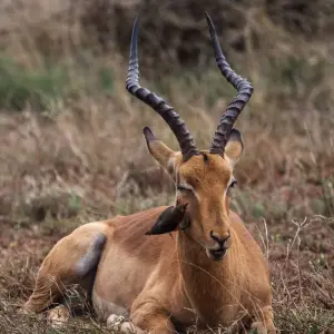 Explore Working Safari/Conferencing at luxury bush lodges, Kruger National Park & Panorama Route for 6 days with Amatungulu Tour and discover unforgettable experiences - Photo 4