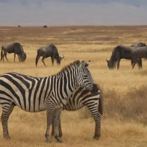 Explore Kruger National Park & Panorama Route Safari - 3 days for 3 days with Amatungulu Tour and discover unforgettable experiences - Photo 7