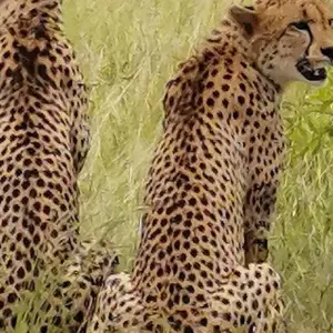 Explore Luxury Kruger Park Safari & Cape Town Coach/Bus Tour-with domestic flight for 9 days with Amatungulu Tour and discover unforgettable experiences - Photo 10