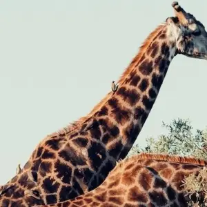 Explore Cradle of Human Kind, Sun City & Pilanesberg Game Reserve Tour for 3 days with Amatungulu Tour and discover unforgettable experiences - Photo 6