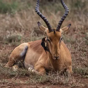 Explore Luxury Kruger Park Safari & Panorama Route ​South Africa for 4 days with Amatungulu Tour and discover unforgettable experiences - Photo 3
