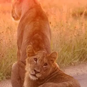 Explore Luxury Kruger Park Safari & Cape Town Coach/Bus Tour-with domestic flight for 9 days with Amatungulu Tour and discover unforgettable experiences - Photo 11