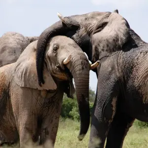 Explore Luxury Victoria Falls, Kruger National Park and Cape Town in 12 days for 12 days with Amatungulu Tour and discover unforgettable experiences - Photo 9