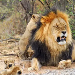 Explore Exclusive Cape Town and Garden Route Safari for 6 days with Amatungulu Tour and discover unforgettable experiences - Photo 11