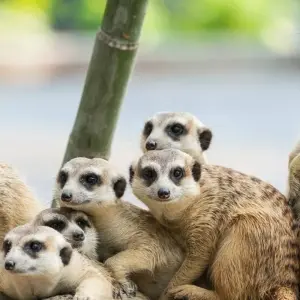 Explore Luxury Garden Route Journey from Cape Town for 5 days with Amatungulu Tour and discover unforgettable experiences - Photo 3