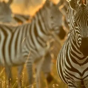 Explore Kruger National Park, Panorama Route & Eswatini Tour for 5 days with Amatungulu Tour and discover unforgettable experiences - Photo 5