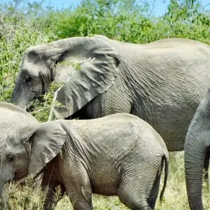 Explore Working Safari/Conferencing at luxury bush lodges, Kruger National Park & Panorama Route for 6 days with Amatungulu Tour and discover unforgettable experiences - Photo 6