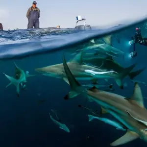 Explore Cape Town to Johannesburg adventure via the Wild Coast for 11 days with Amatungulu Tour and discover unforgettable experiences - Photo 6