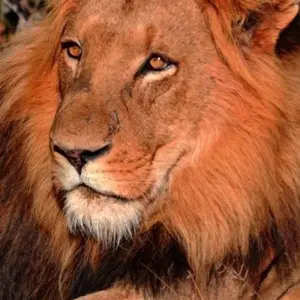 Explore Soweto to Pretoria & Pilanesberg Big 5 Game Drive for 4 days with Amatungulu Tour and discover unforgettable experiences - Photo 6