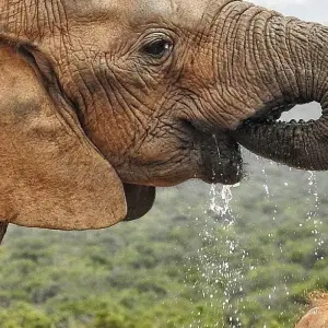 Explore Cape Town, Winelands, Garden Route & Addo National Park Tour for 7 days with Amatungulu Tour and discover unforgettable experiences - Photo 7